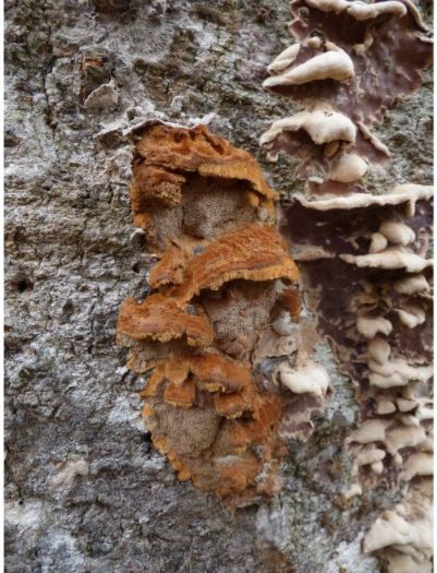 On a moribund beech adjacent to various other fungus species in the New Forest, UK.